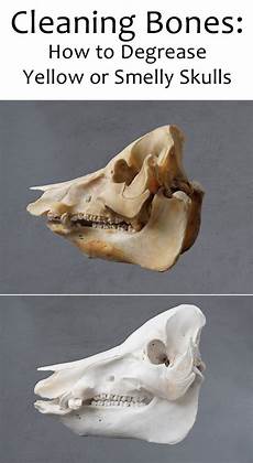 Degreasing Deer Skull
