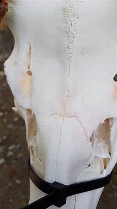 Degreasing Deer Skull