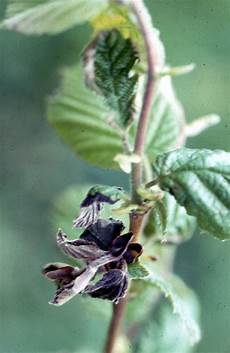Household Fungicide