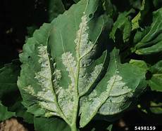 Household Fungicide