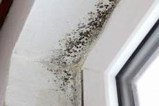 Household Fungicide