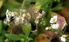 Household Pesticides