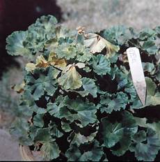 Household Pesticides