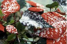 Household Pesticides