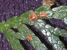 Household Pesticides