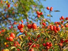 Seed Cleaning Plant