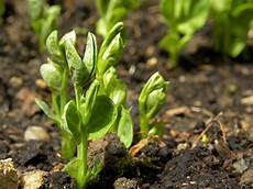 Seed Cleaning Plant